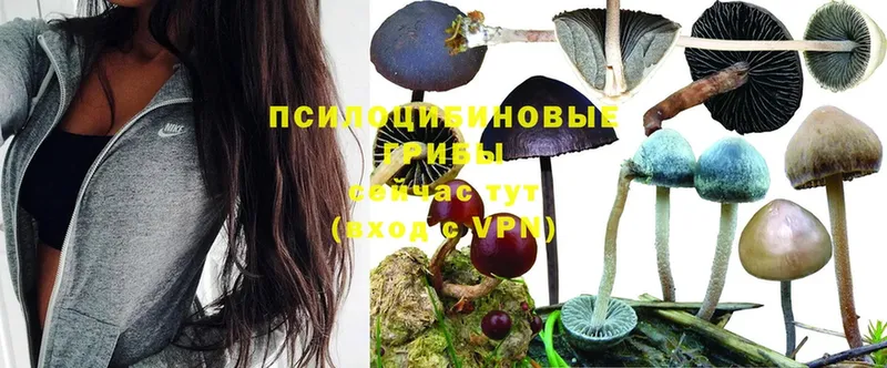 Галлюциногенные грибы MAGIC MUSHROOMS  Зеленогорск 